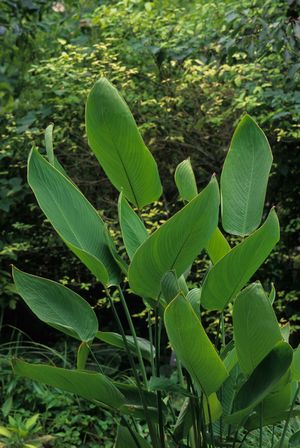 Thalia dealbata (Wild Canna)