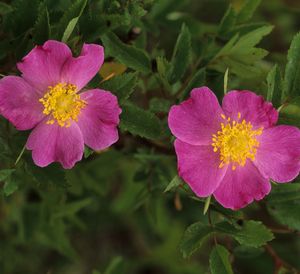 Rosa carolina (Pasture Rose)
