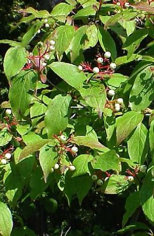Cornus foemina (Stiff Dogwood)
