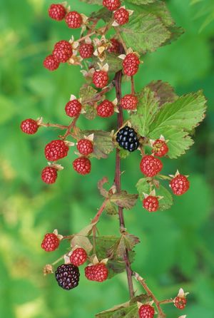 Rubus sp. (Blackberry; Dewberry; Black Raspberry)
