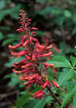 Aesculus pavia (Red Buckeye)