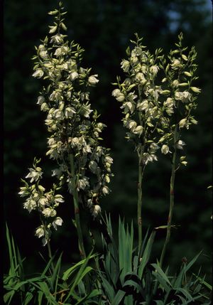 Yucca filamentosa (Yucca)