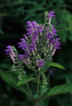 Scutellaria incana (Downy Skullcap)