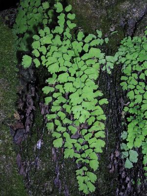 Adiantum capillus-veneris (Southern Maidenhair Fern)