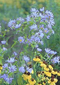 Aster puniceus (Swamp Aster)