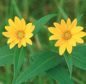 Helianthus hirsutus (Hairy Sunflower)