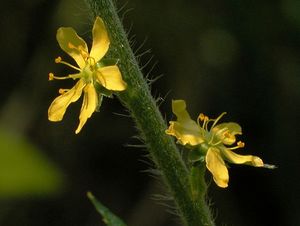 Agrimonia parviflora (Small-flowered Agrimony)