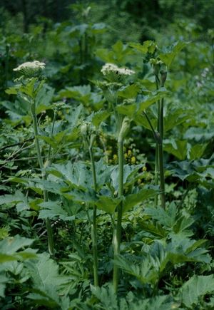 Angelica atropurpurea (Angelica)
