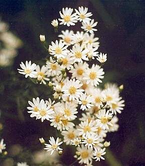 Aster ptarmicoides (Upland White Aster)