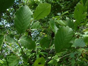 Alnus serrulata (Hazel Alder)