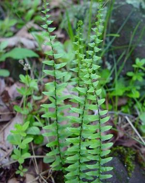 Asplenium platyneuron (Ebony Spleenwort)
