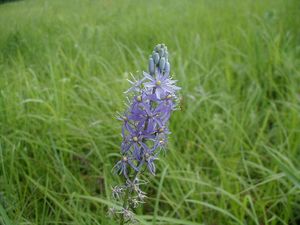Camassia angusta (Prairie Hyacinth)