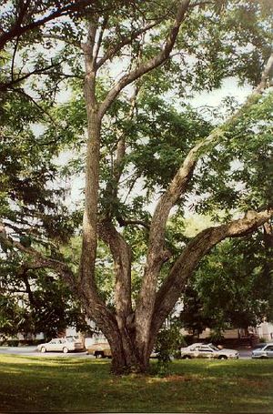 Juglans cinerea (Butternut)