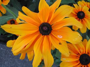 Rudbeckia hirta (Black-eyed Susan)