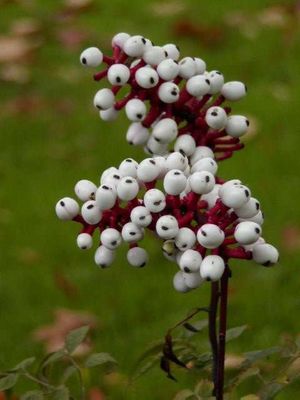 Actea pachypoda (White Baneberry)