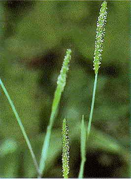 Alopecurus carolinianus (Carolina Foxtail)