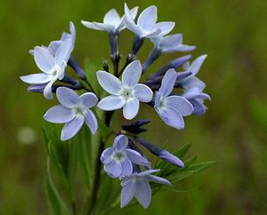 Amsonia ciliata (Fringed Blue Star)