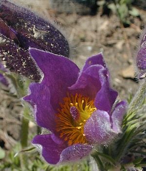 Anemone patens (Pasque Flower)