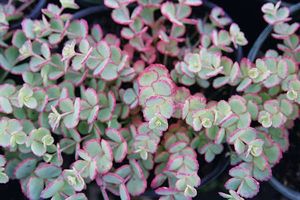 Sedum Sieboldii