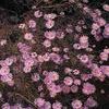 Aster turbinellus