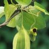 Aristolochia tomentosa