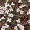Cornus florida