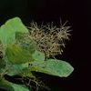 Cotinus obovatus