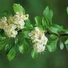 Crataegus spathulata