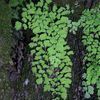 Adiantum capillus-veneris