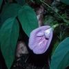 Clitoria mariana
