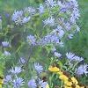 Aster puniceus