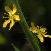 Agrimonia parviflora