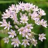 Allium canadense