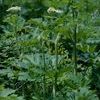 Angelica atropurpurea