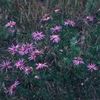 Aster sericeus