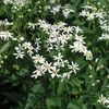 Aster umbellatus