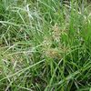Cyperus esculentus