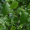 Alnus serrulata