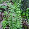 Asplenium platyneuron
