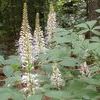 Aesculus parviflora