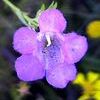 Agalalinis tenuifolia