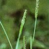 Alopecurus carolinianus