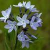Amsonia ciliata