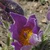 Anemone patens