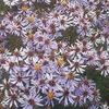 Aster macrophylla