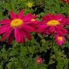 Chrysanthemum coccineum