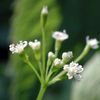 Cryptotaenia canadensis