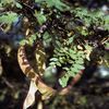 Gleditsia triacanthos