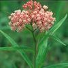 Tip Sheet for Creating a Wet Meadow