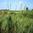 Prairie Cord Grass